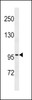 Western blot analysis in NCI-H292 cell line lysates (35ug/lane) .