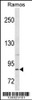 Western blot analysis in Ramos cell line lysates (35ug/lane) .