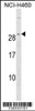 Western blot analysis in NCI-H460 cell line lysates (35ug/lane) .