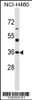 Western blot analysis in NCI-H460 cell line lysates (35ug/lane) .