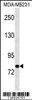 Western blot analysis in MDA-MB231 cell line lysates (35ug/lane) .