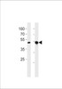 Western blot analysis in A549, mouse NIH/3T3 cell line lysates (35ug/lane) .