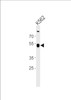 Western blot analysis of lysate from K562 cell line, using ZNF500 Antibody at 1:1000.
