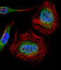 Fluorescent confocal image of Hela cell stained with MLLT10 (AF10) Antibody .HeLa cells were fixed with 4% PFA (20 min) , permeabilized with Triton X-100 (0.1%, 10 min) , then incubated with MLLT10 primary antibody (1:25) . For secondary antibody, Alexa Fluor 488 conjugated donkey anti-rabbit antibody (green) was used (1:400) .Cytoplasmic actin was counterstained with Alexa Fluor 555 (red) conjugated Phalloidin (7units/ml) . Nuclei were counterstained with DAPI (blue) (10 ug/ml, 10 min) . MLLT10 immunoreactivity is localized to Nucleus significantly and Cytoplasm weakly.