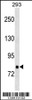 Western blot analysis in 293 cell line lysates (35ug/lane) .