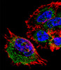 Fluorescent confocal image of A431 cell stained with MRPL28 Antibody (N-term) .A431 cells were fixed with 4% PFA (20 min) , permeabilized with Triton X-100 (0.1%, 10 min) , then incubated with MRPL28 primary antibody (1:25) . For secondary antibody, Alexa Fluor 488 conjugated donkey anti-rabbit antibody (green) was used (1:400) .Cytoplasmic actin was counterstained with Alexa Fluor 555 (red) conjugated Phalloidin (7units/ml) . Nuclei were counterstained with DAPI (blue) (10 ug/ml, 10 min) . MRPL28 immunoreactivity is localized to Mitochondria significantly.