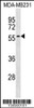 Western blot analysis in MDA-MB231 cell line lysates (35ug/lane) .