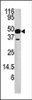 Western blot analysis of anti-NUP54 Pab in mouse heart tissue lysate.