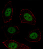 Fluorescent image of U251 cell stained with MSX1 Antibody .U251 cells were fixed with 4% PFA (20 min) , permeabilized with Triton X-100 (0.1%, 10 min) , then incubated with MSX1 primary antibody (1:25) . For secondary antibody, Alexa Fluor 488 conjugated donkey anti-rabbit antibody (green) was used (1:400) .Cytoplasmic actin was counterstained with Alexa Fluor 555 (red) conjugated Phalloidin (7units/ml) .MSX1 immunoreactivity is localized to Nucleus significantly.