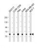 Western Blot at 1:2000 dilution Lane 1: 293T/17 whole cell lysate Lane 2: CCRF-CEM whole cell lysate Lane 3: Hela whole cell lysate Lane 4: Jurkat whole cell lysate Lane 5: MDA-MB-453 whole cell lysate Lane 6: MCF-7 whole cell lysate Lysates/proteins at 20 ug per lane.