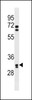 Western blot analysis in Hela cell line lysates (35ug/lane) .