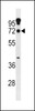 Western blot analysis in A549 cell line lysates (35ug/lane) .