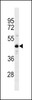 Western blot analysis in A549 cell line lysates (35ug/lane) .