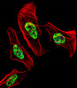 Fluorescent confocal image of Hela cell stained with NR2C2 Antibody .Hela cells were fixed with 4% PFA (20 min) , permeabilized with Triton X-100 (0.1%, 10 min) , then incubated with NR2C2 primary antibody (1:25) . For secondary antibody, Alexa Fluor 488 conjugated donkey anti-rabbit antibody (green) was used (1:400) .Cytoplasmic actin was counterstained with Alexa Fluor 555 (red) conjugated Phalloidin (7units/ml) . Nuclei were counterstained with DAPI (blue) (10 ug/ml, 10 min) . NR2C2 immunoreactivity is localized to Nucleus significantly.