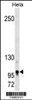 Western blot analysis in Hela cell line lysates (35ug/lane) .