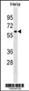 Western blot analysis in Hela cell line lysates (35ug/lane) .