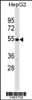 Western blot analysis in HepG2 cell line lysates (35ug/lane) .