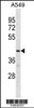 Western blot analysis in A549 cell line lysates (35ug/lane) .