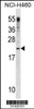 Western blot analysis in NCI-H460 cell line lysates (35ug/lane) .