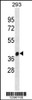 Western blot analysis in 293 cell line lysates (35ug/lane) .