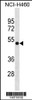 Western blot analysis in NCI-H460 cell line lysates (35ug/lane) .