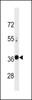 Western blot analysis in A549 cell line lysates (35ug/lane) .