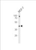 Western blot analysis in MCF-7 cell line lysates (35ug/lane) .