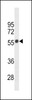 Western blot analysis in 293 cell line lysates (35ug/lane) .