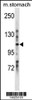 Western blot analysis in mouse stomach tissue lysates (35ug/lane) .