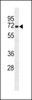 Western blot analysis of lysate from mouse spleen tissue lysate, using Mouse Lrmp Antibody at 1:1000 at each lane.