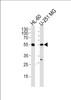 Western blot analysis of lysates from HL-60, U251 MG cell line (from left to right) , using RELA Antibody at 1:1000 at each lane.