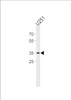 Western blot analysis in U251 cell line lysates (35ug/lane) .