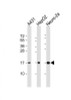 Western Blot at 1:2000 dilution Lane 1: A431 whole cell lysate Lane 2: HepG2 whole cell lysate Lane 3: Neuro-2a whole cell lysate Lysates/proteins at 20 ug per lane.