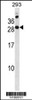 Western blot analysis in 293 cell line lysates (35ug/lane) .