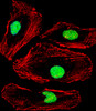 Fluorescent confocal image of Hela cell stained with MBD2 Antibody .Hela cells were fixed with 4% PFA (20 min) , permeabilized with Triton X-100 (0.1%, 10 min) , then incubated with MBD2 primary antibody (1:25) . For secondary antibody, Alexa Fluor 488 conjugated donkey anti-rabbit antibody (green) was used (1:400) .Cytoplasmic actin was counterstained with Alexa Fluor 555 (red) conjugated Phalloidin (7units/ml) . Nuclei were counterstained with DAPI (blue) (10 ug/ml, 10 min) .MBD2 immunoreactivity is localized to Nucleus significantly.