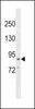 Western blot analysis in 293 cell line lysates (35ug/lane) .