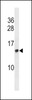 Western blot analysis in 293 cell line lysates (35ug/lane) .