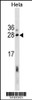 Western blot analysis in Hela cell line lysates (35ug/lane) .