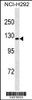 Western blot analysis in NCI-H292 cell line lysates (35ug/lane) .