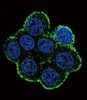 Confocal immunofluorescent analysis of BMPR1A Antibody (N-term K36) with 293 cell followed by Alexa Fluor 488-conjugated goat anti-rabbit lgG (green) . DAPI was used to stain the cell nuclear (blue) .