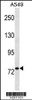 Western blot analysis in A549 cell line lysates (35ug/lane) .