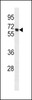 Western blot analysis in 293 cell line lysates (35ug/lane) .