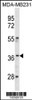 Western blot analysis in MDA-MB231 cell line lysates (35ug/lane) .