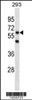 Western blot analysis in 293 cell line lysates (35ug/lane) .