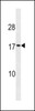 Western blot analysis in HepG2 cell line lysates (35ug/lane) .This demonstrates thedetected the SEC11A protein (arrow) .