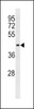 Western blot analysis in 293 cell line lysates (35ug/lane) .