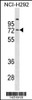 Western blot analysis in NCI-H292 cell line lysates (35ug/lane) .