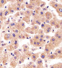 Immunohistochemical analysis of paraffin-embedded H. liver section using TFIP11 Antibody (N-term) . Antibody was diluted at 1:25 dilution. A undiluted biotinylated goat polyvalent antibody was used as the secondary, followed by DAB staining.