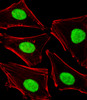 Fluorescent image of Hela cells stained with POLDIP3 Antibody (N-term) . Antibody was diluted at 1:25 dilution. An Alexa Fluor 488-conjugated goat anti-rabbit lgG at 1:400 dilution was used as the secondary antibody (green) . Cytoplasmic actin was counterstained with Alexa Fluor 555 conjugated with Phalloidin (red) .