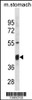 Western blot analysis in mouse stomach tissue lysates (35ug/lane) .